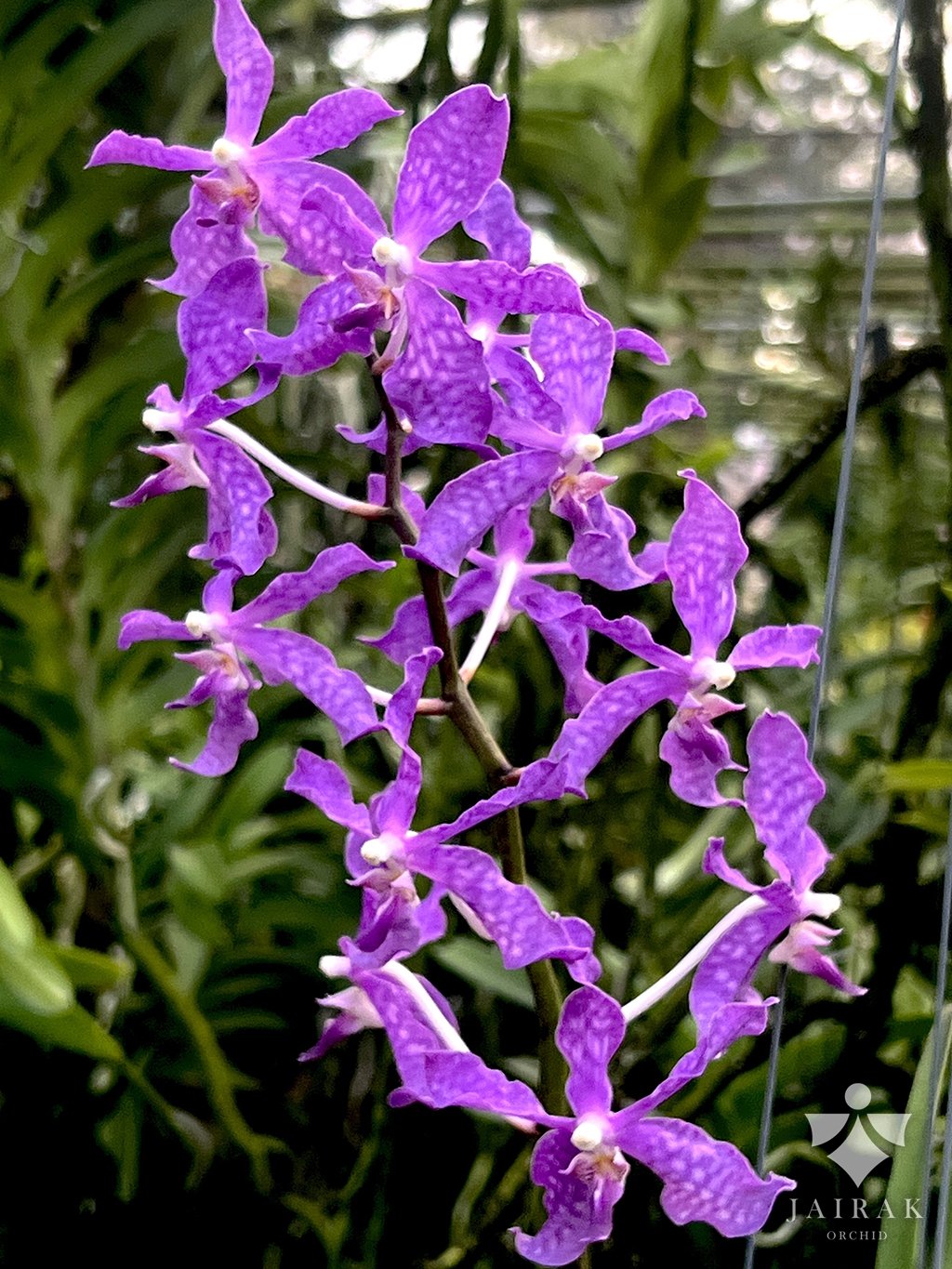 Paravanda Frail Fancy