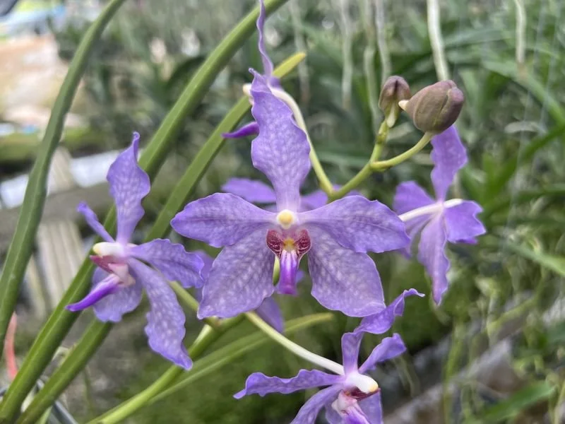 Paravanda Patnapassorn = Paraphalaenopsis Ponce es Ponce x Vanda coerulea.jpeg