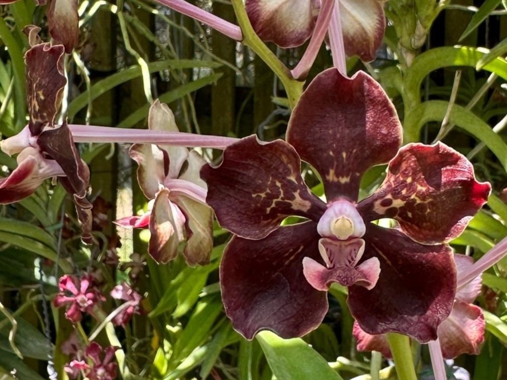 Vanda Motes Smokeshow — Motes Orchids