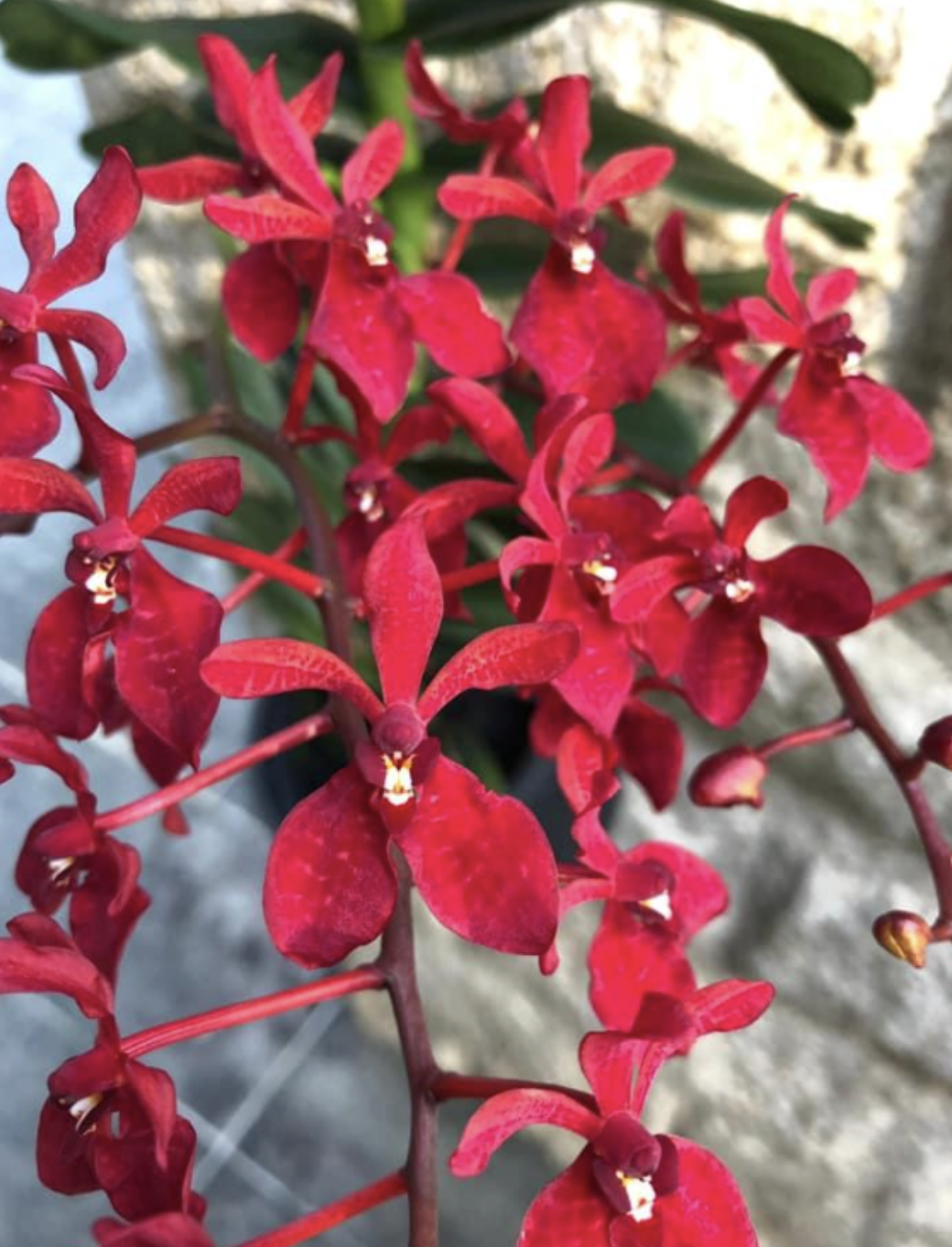 Renanthera Gerald Tan