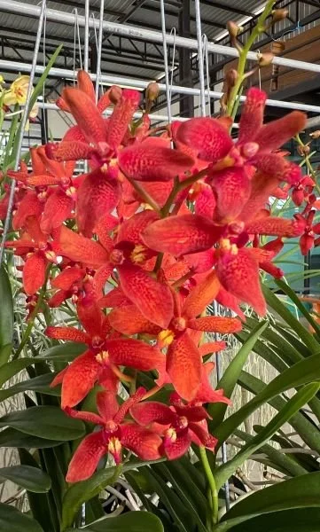 Renantanda Suwannaphum Blazing Scarlet