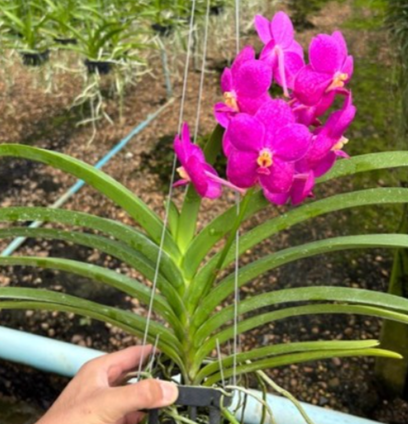 John+de+biase+plant.png