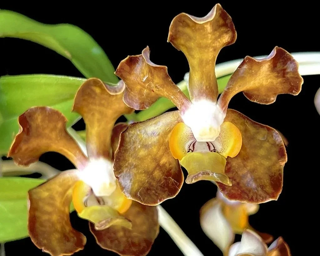 vanda+brunnea+close+up.jpg