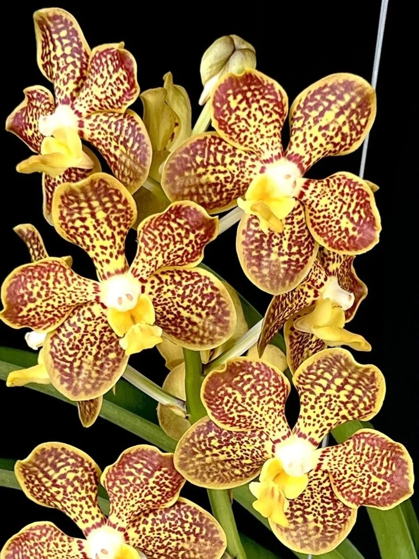 Vanda+Chao+Praya+Sapphire+x+denisoniana.jpg