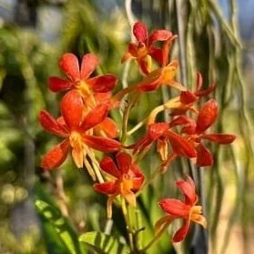 Vanda falcata x Vanda Vaewravee Gold