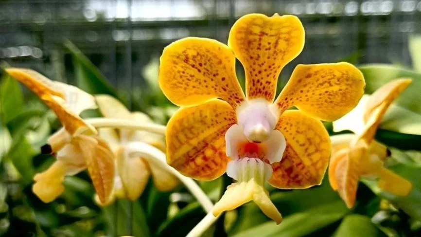 Vanda+denisoniana+x+bensonii+mericlone.jpg