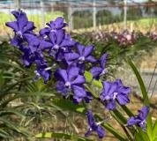 Vanda Suwannaphum Blue Finch