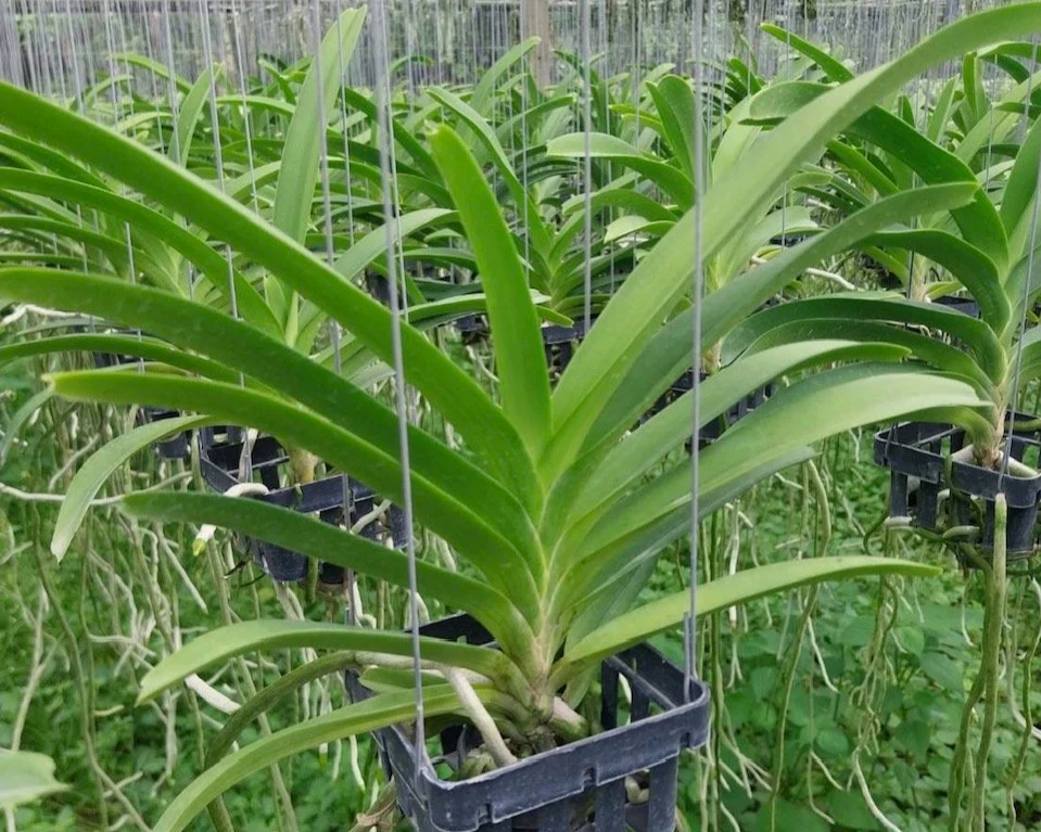 Rhynchostylis+gigantea+x+vanda+coerulea+2.png