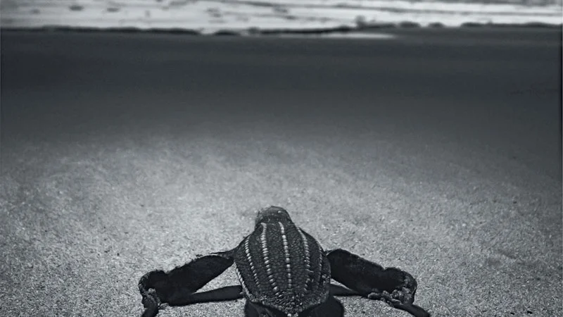 'The Best of 2015' Part 5