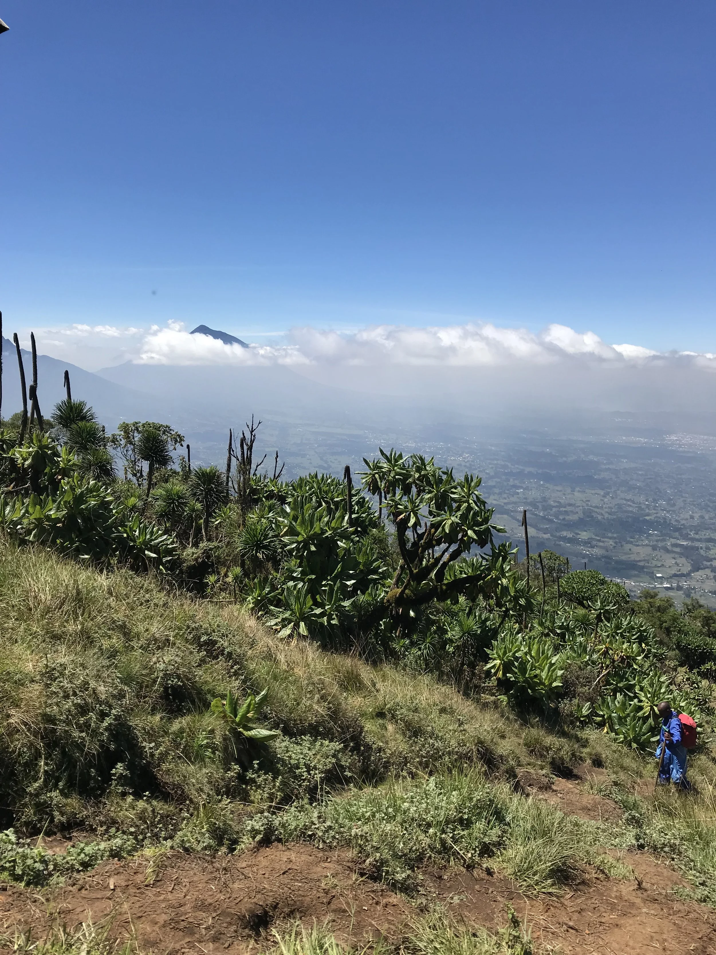 The Struggles of Growth