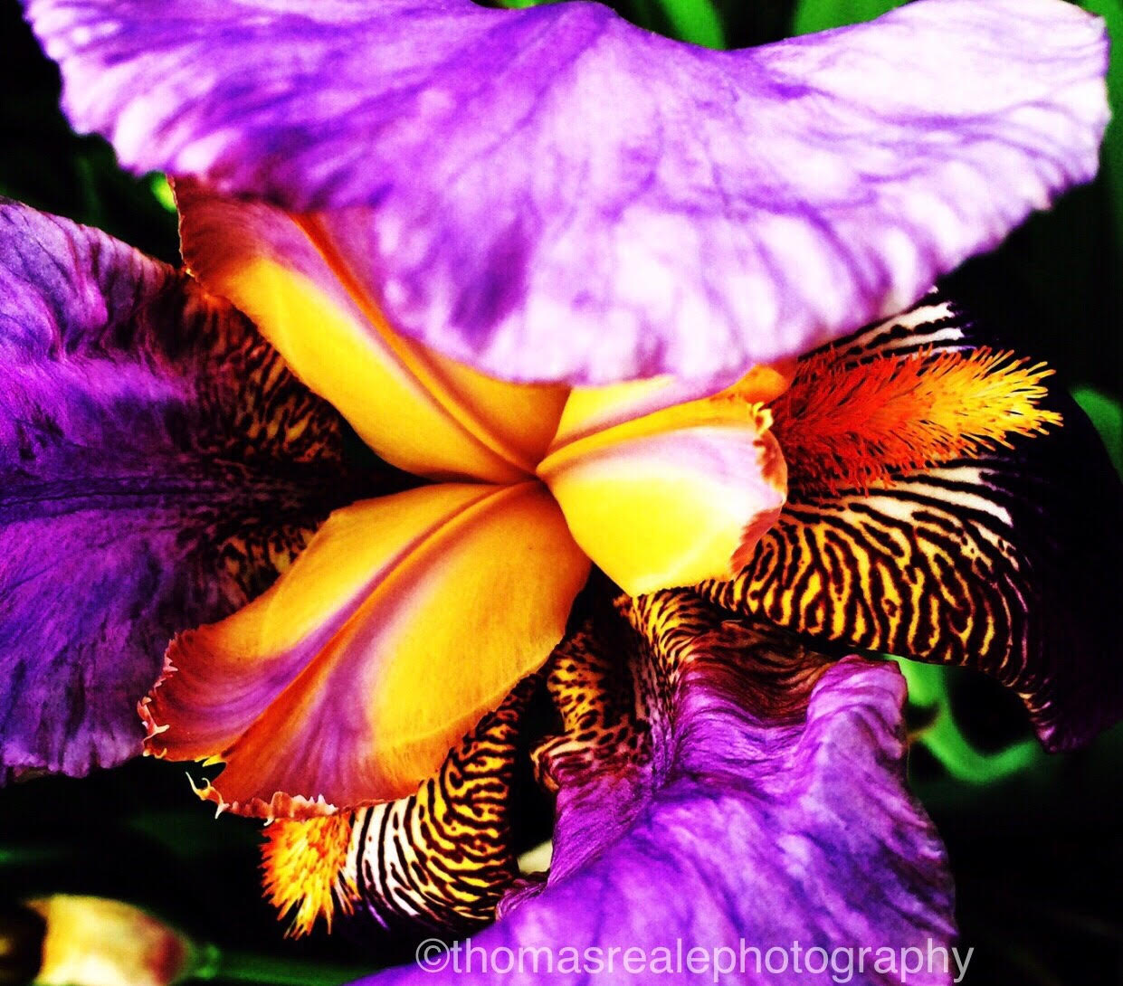 "IRIS"