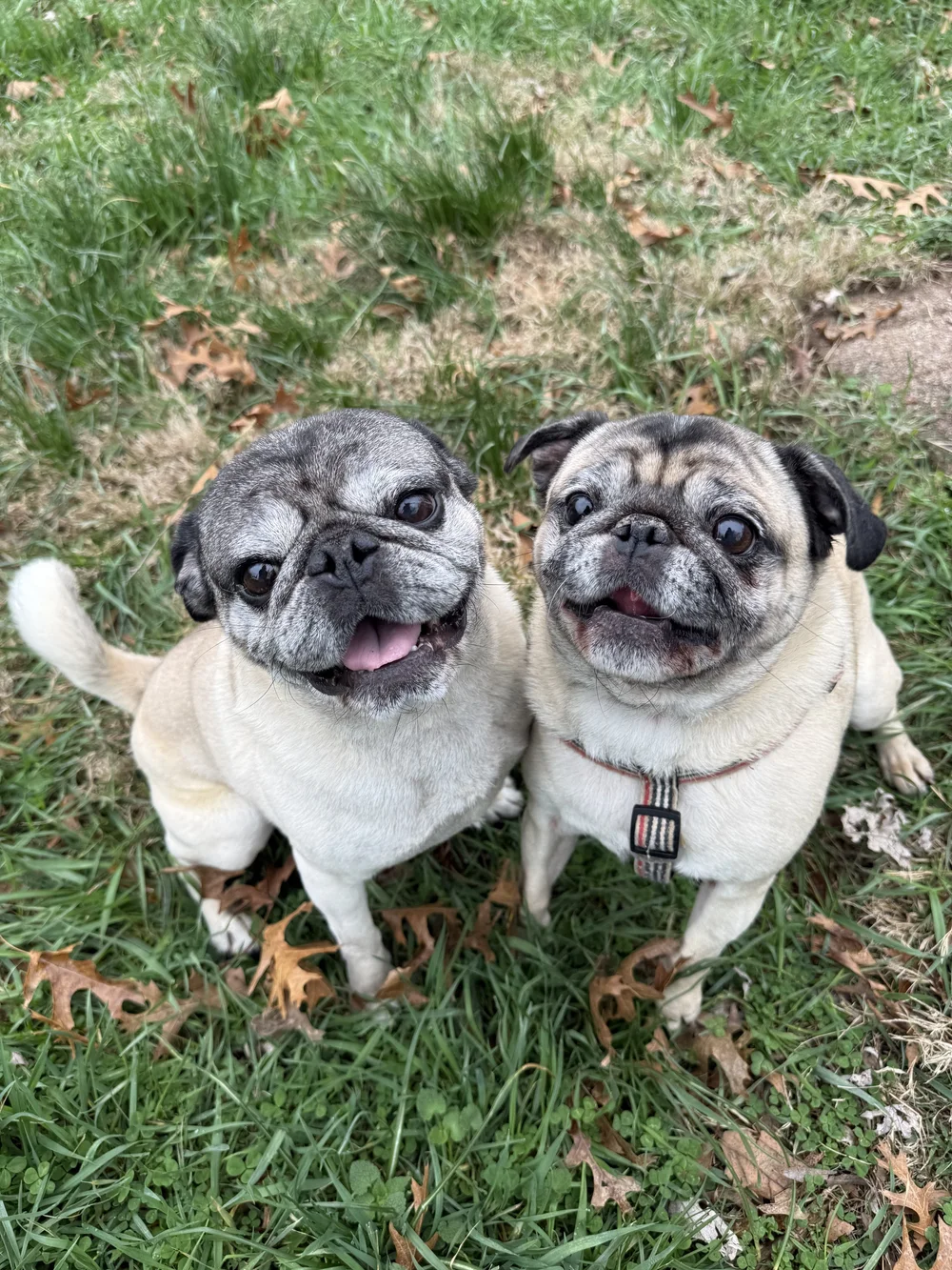 Adoptable Pugs — Bluegrass Pug Rescue