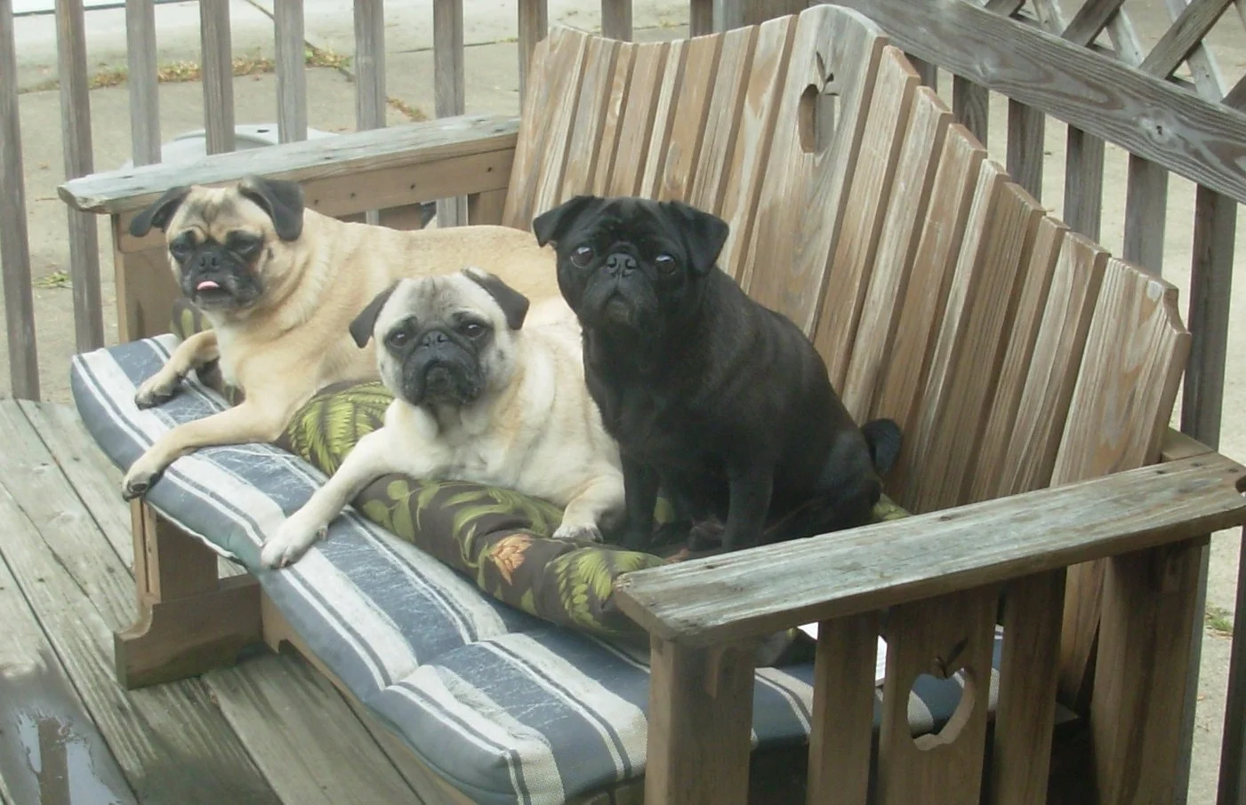BUGSY, RAZZY & ERNIE1.JPG