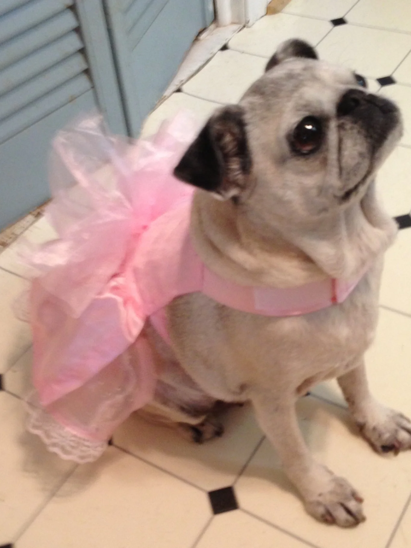 PuginTutu.jpg