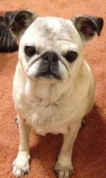 Pug.jpg