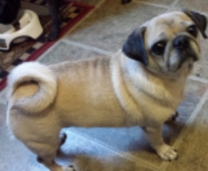 MISSY # 4 - ADOPTED JUNE 2014