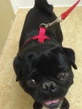 BRUNO # 11 - ADOPTED AUGUST 2014 (bonded with Lilo)