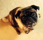 MIKEY # 8 - ADOPTED AUGUST 2014