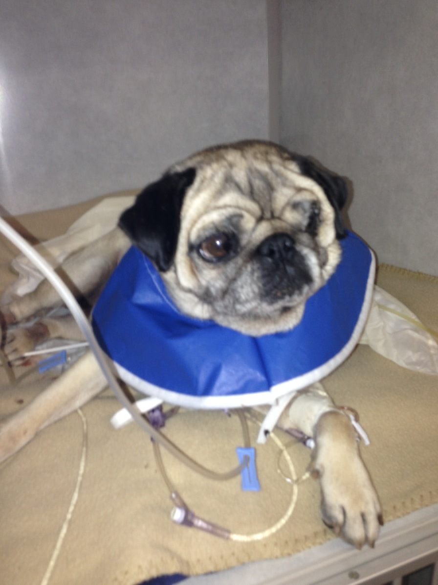 Sally in Recovery 2014