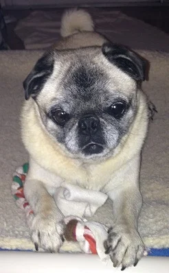 RUSTY # 16 - ADOPTED NOVEMBER 2014