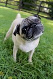 BELLA # 9 - ADOPTED NOVEMBER 2014