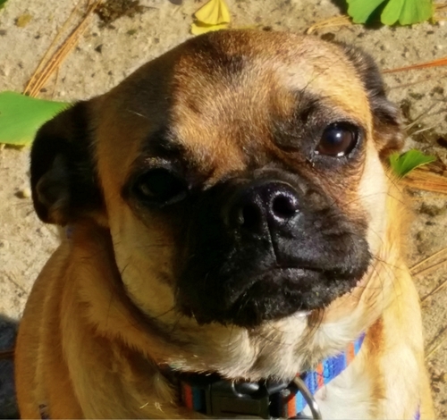SNOOPY AKA SNOOP DOG # 14 - ADOPTED DECEMBER 2014