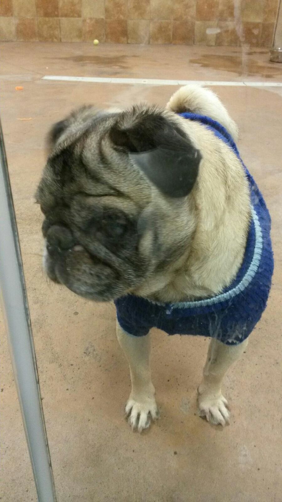 RALPHIE # 18 - ADOPTED DECEMBER 2014