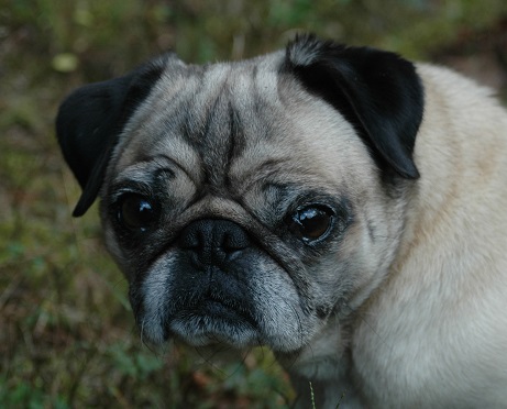 SALLY # 15 - ADOPTED JANUARY 2015