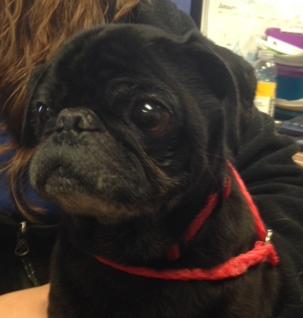 BUDDY # 21 - ADOPTED JANUARY 2015 (bonded with Lady)