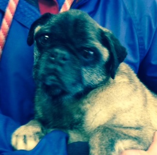 LADY # 20 - ADOPTED JANUARY 2015 (bonded with Buddy)