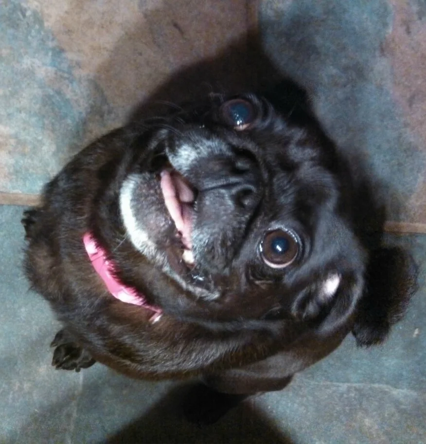 MARLEY # 17 - ADOPTED FEBRUARY 2015