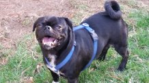 BRUNO # 35 - ADOPTED MARCH 2015