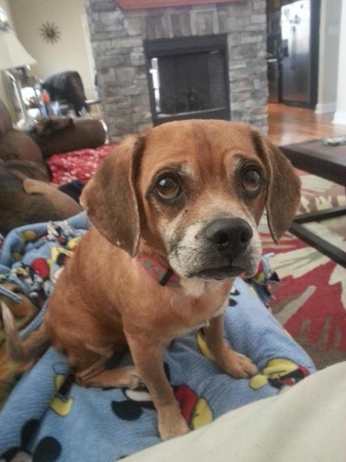 STEVE # 23 - ADOPTED APRIL 2015