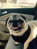 WINSTON AKA SIR WINSTON # 25 - ADOPTED MARCH 2015