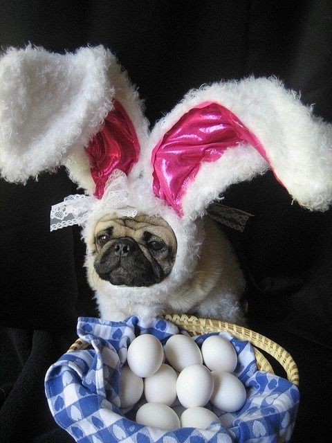 Dog Easter Egg Hunt, Saturday April 11, 2015 - Bluegrass Barkery - Lexington, KY