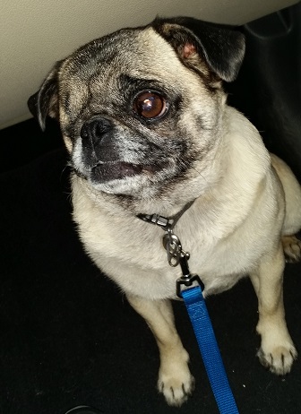 MOLLY # 38 - ADOPTED MAY 2015