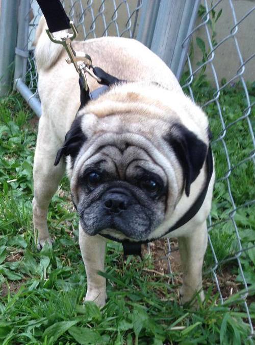 SAMMY # 44 - ADOPTED MAY 2015