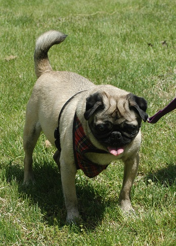 BORIS # 50 - ADOPTED JULY 2015