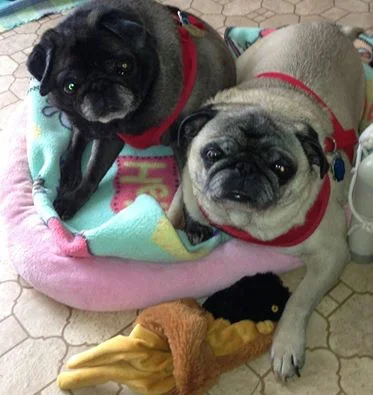 FOXIE # 49 AND PETIE # 48 - ADOPTED JULY 2015