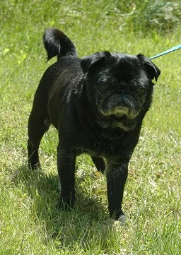 TIBERIUS AKA TACO # 63 - ADOPTED JULY 2015
