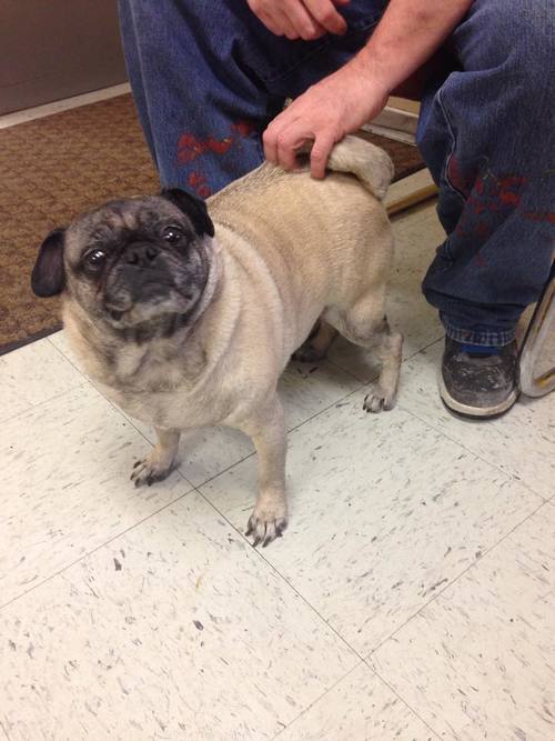 MOLLY # 30 - ADOPTED JULY 2015