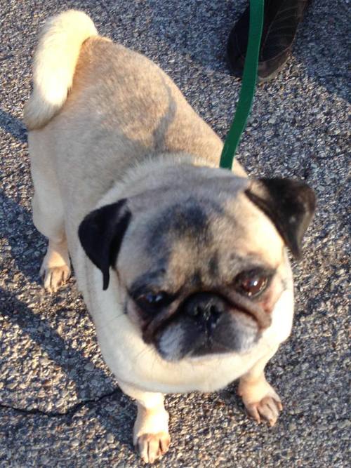 FONZIE # 32 - ADOPTED JUNE 2015
