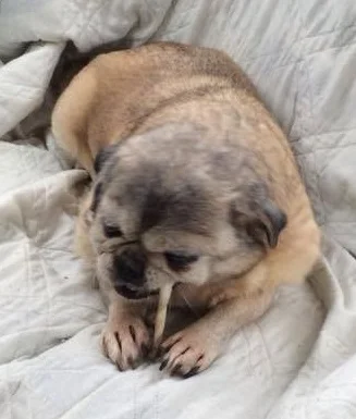 SNUGGLES # 31 - PERMANENT FOSTER MARCH 2015