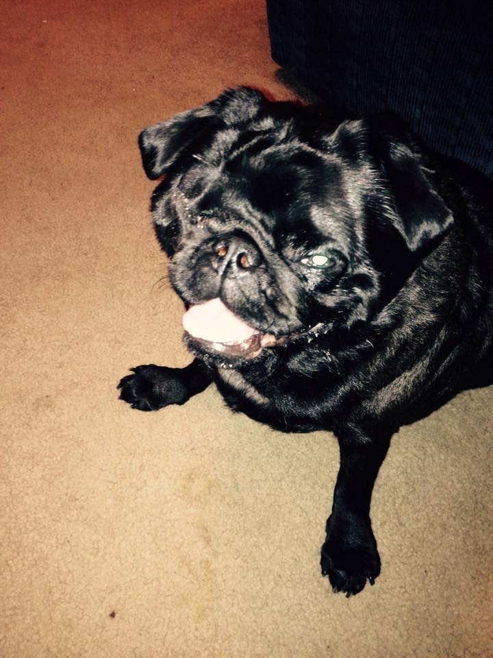PRISSI # 81 - ADOPTED OCTOBER 2015
