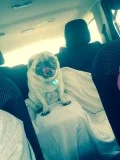 POLLYANNA # 55 - ADOPTED JULY 2015