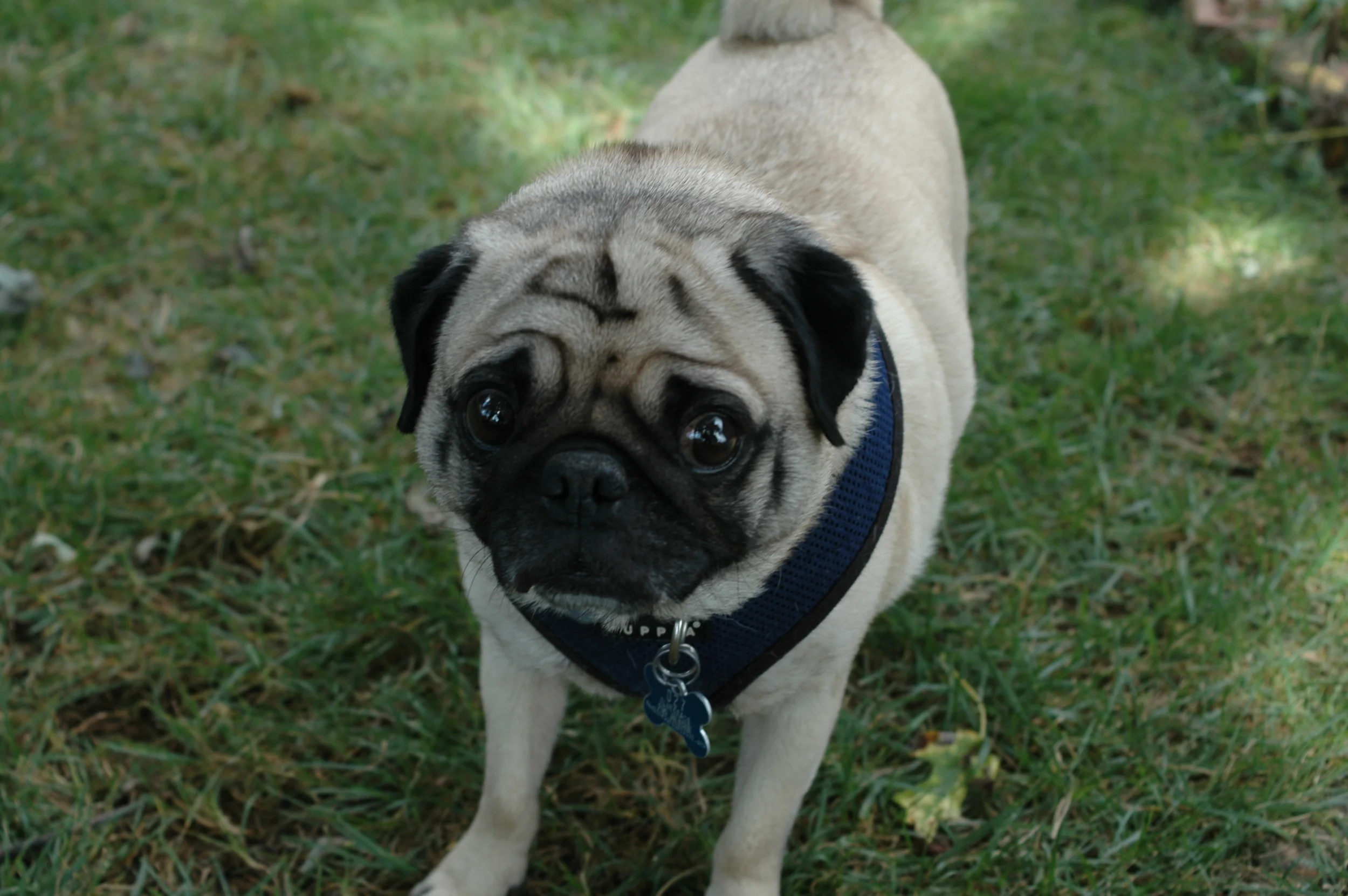 FRANKIE # 85 - ADOPTED OCTOBER 2015