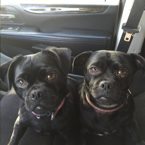 SALLY # 66 AND LUCY # 65 - ADOPTED NOVEMBER 2015