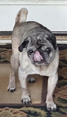 PUGSLEY BERNIE BOY AKA VINNIE # 47 - ADOPTED SEPTEMBER 2015