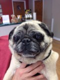 PUGSLEY # 57 - ADOPTED AUGUST 2015