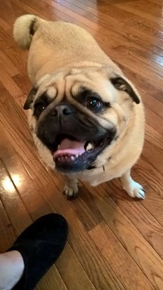 CHARLEE BAXTER # 87 - ADOPTED NOVEMBER 2015